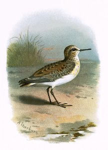 Mały Stint autorstwa English School