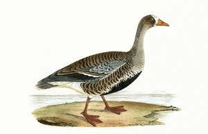 Little White Fronted Goose, ilustracja z „Historii ptaków Europy nieobserwowanych na wyspach brytyjskich” Charlesa Roberta Bree (1811-1886), opublikowana w 1867 r.