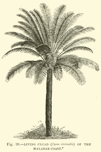 Żywy Cycad (Cycas circinalis) z Wybrzeża Malabarskiego autorstwa English School