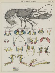 Homar, Homarus Vulgaris (kolorowa litografia) autorstwa English School