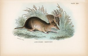 Bandicoot z długim nosem autorstwa English School