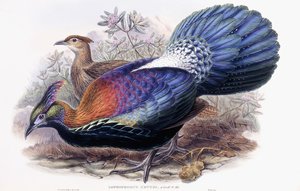 Lophophorus Lhuysii autorstwa English School