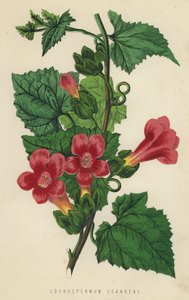 Lophospermum Scandens (chromolit) autorstwa English School
