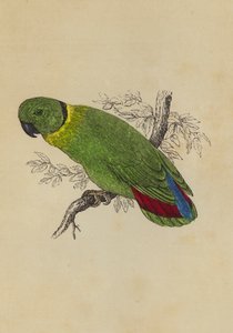 Love Bird (kolor lito) autorstwa English School