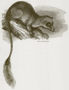Lowes Ptilocercus, ilustracja z Cassells Natural History autorstwa English School