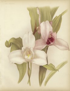 Lycaste skinneri i biała odmiana