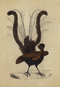 Lyre Bird (kolorowa litografia) autorstwa English School