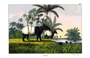 Tapir malajski autorstwa English School