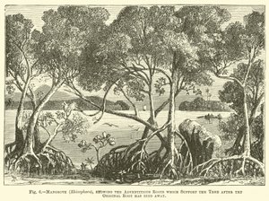 Mangrove (Rhizophora), ukazujący korzenie przybyszowe, które podtrzymują drzewo po obumarciu oryginalnego korzenia autorstwa English School