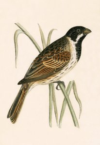 Marsh Bunting, ilustracja z "A History of the Birds of Europe Not Observed in the British Isles" autorstwa Charlesa Roberta Bree (1811-86), opublikowana w 1867 r. autorstwa English School