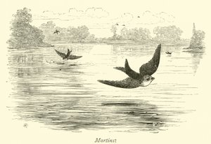 Martins autorstwa English School
