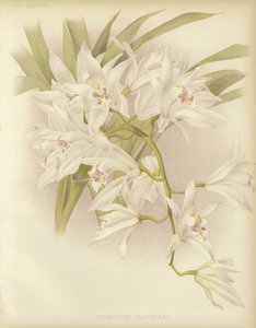 Cymbidium mistrzów