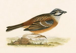 Meadow Bunting, ilustracja z „Historii ptaków Europy nieobserwowanych na wyspach brytyjskich” Charlesa Roberta Bree (1811-86), opublikowana w 1867 r. autorstwa English School