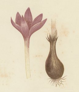 Szafran Łąkowy, Colchicum Autumnale (kolor lito) autorstwa English School