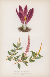 Merendera Bulbocodium; Polygonum Vaccinifolium (kolor lito) autorstwa English School