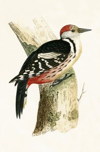 Dzięcioł średni, ilustracja z „Historii ptaków Europy nieobserwowanych na wyspach brytyjskich” Charlesa Roberta Bree (1811-86), opublikowana w 1867 r.