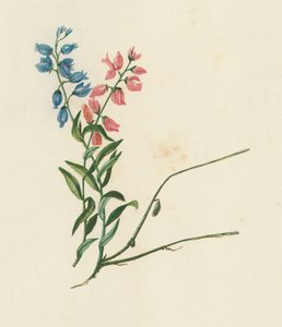 Mlecz zwyczajny, Polygala Vulgaris (kolorowa litografia) autorstwa English School