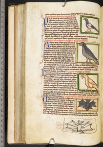 Miniatury ptaków i marginalny rysunek nietoperza z różności teologicznych, w tym Summa de vitiis, Harley 3244, f.55v, ok. 1236-50 (welin) autorstwa English School