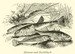 Minnow i Stickleback autorstwa English School