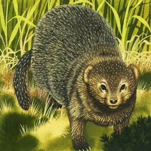 Mongoose autorstwa English School