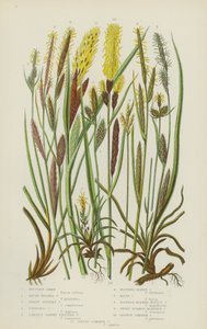Carex górski, Carex okrągłogłowy, Dwarf Silvery Carex, Fingered Carex, Larger Dawny Fruited (color litho) autorstwa English School