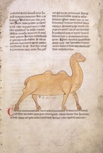Ms.254 f.9r Wielbłąd z bestiariusza w języku łacińskim, angielskim, początek XIII wieku (rękopis) autorstwa English School