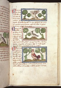Ms 379, f.25r: Trzy ptaki na ziemi, z bestiariusza, początek XIV w. (pergamin) autorstwa English School