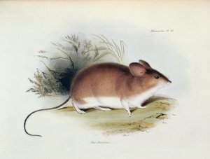 Mus Darwinii, ilustracja z The Zoology of the Voyage of H.M.S. Beagle, 1832-36, Charles Darwin (1809-92), 1840 autorstwa English School