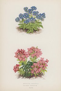 Myosotis Rupicola; Daphne Cneorum (litografia kolorowa) autorstwa English School
