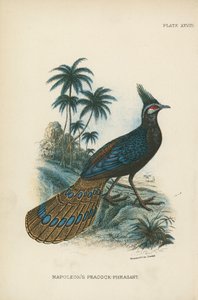 Paw-Bażant Napoleona autorstwa English School