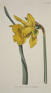 Narcissus Major (Wielki Żonkil), z The Botanical Magazine or Flower Garden Displayed, wyd. 1793 (grawerowanie ręcznie kolorowane) autorstwa English School