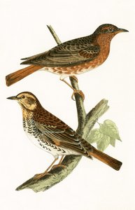 Drozd Naumanna, ilustracja z „Historii ptaków Europy nieobserwowanych na wyspach brytyjskich” Charlesa Roberta Bree (1811-86), opublikowana w 1867 r.
