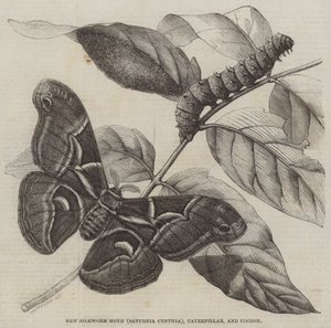 Nowa ćma jedwabnikowa (Saturnia Cynthia), gąsienica i kokon (grawerowanie) autorstwa English School