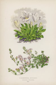 Nierembergia Rivularis; Linaria Villosa (kolorowa litografia) autorstwa English School