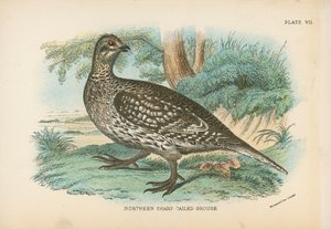 Głuszec północny (Sharp-Tailed Grouse) autorstwa English School