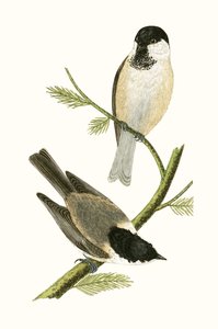 Sikora północna, ilustracja z „Historii ptaków Europy nieobserwowanej na wyspach brytyjskich” Charlesa Roberta Bree (1811-1886), opublikowana w 1867 r. autorstwa English School