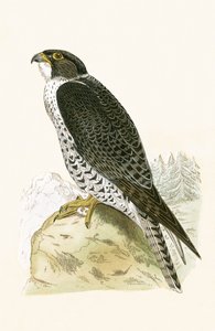 Norweski Jer-Falcon, ilustracja z „Historii ptaków Europy nieobserwowanych na wyspach brytyjskich” Charlesa Roberta Bree (1811-86), opublikowana w 1867 r.