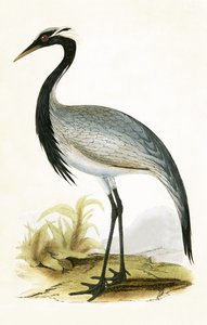 Żuraw numidyjski, ilustracja z „Historii ptaków Europy nieobserwowanych na wyspach brytyjskich” Charlesa Roberta Bree (1811-86), opublikowana w 1867 r.