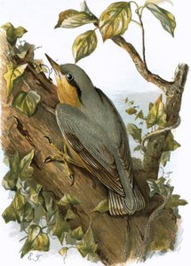 Kowalik autorstwa English School