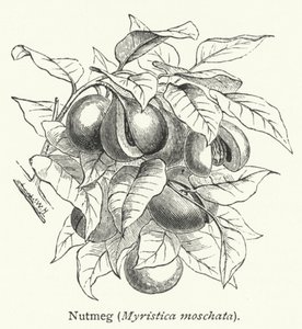 Gałka muszkatołowa (Myristica moschata) (rycina) autorstwa English School