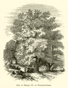 Dąb Henryka IV w Fontainebleau (rycina) autorstwa English School
