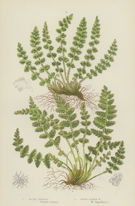 Woodsia podłużna, Woodsia okrągłolistna (litografia barwna) autorstwa English School
