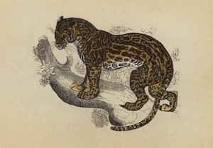 Ocelot (kolorowa litografia) autorstwa English School