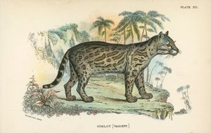 Ocelot [Odmiana] autorstwa English School