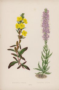 Oenothera Pumila; Veronica Incisa (litografia barwna) autorstwa English School