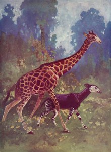 Okapi i żyrafa