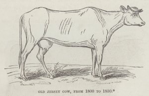 Krowa Old Jersey, od 1800 do 1830 (grawerowanie) autorstwa English School