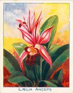 Storczyki: Laelia Anceps (kolorowa litografia) autorstwa English School