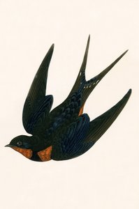 Oriental Chimney Swallow, ilustracja z „Historii ptaków Europy nieobserwowanych na wyspach brytyjskich” Charlesa Roberta Bree (1811-86), opublikowana w 1867 r. autorstwa English School