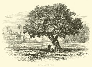 Orientalne drzewo figowe autorstwa English School